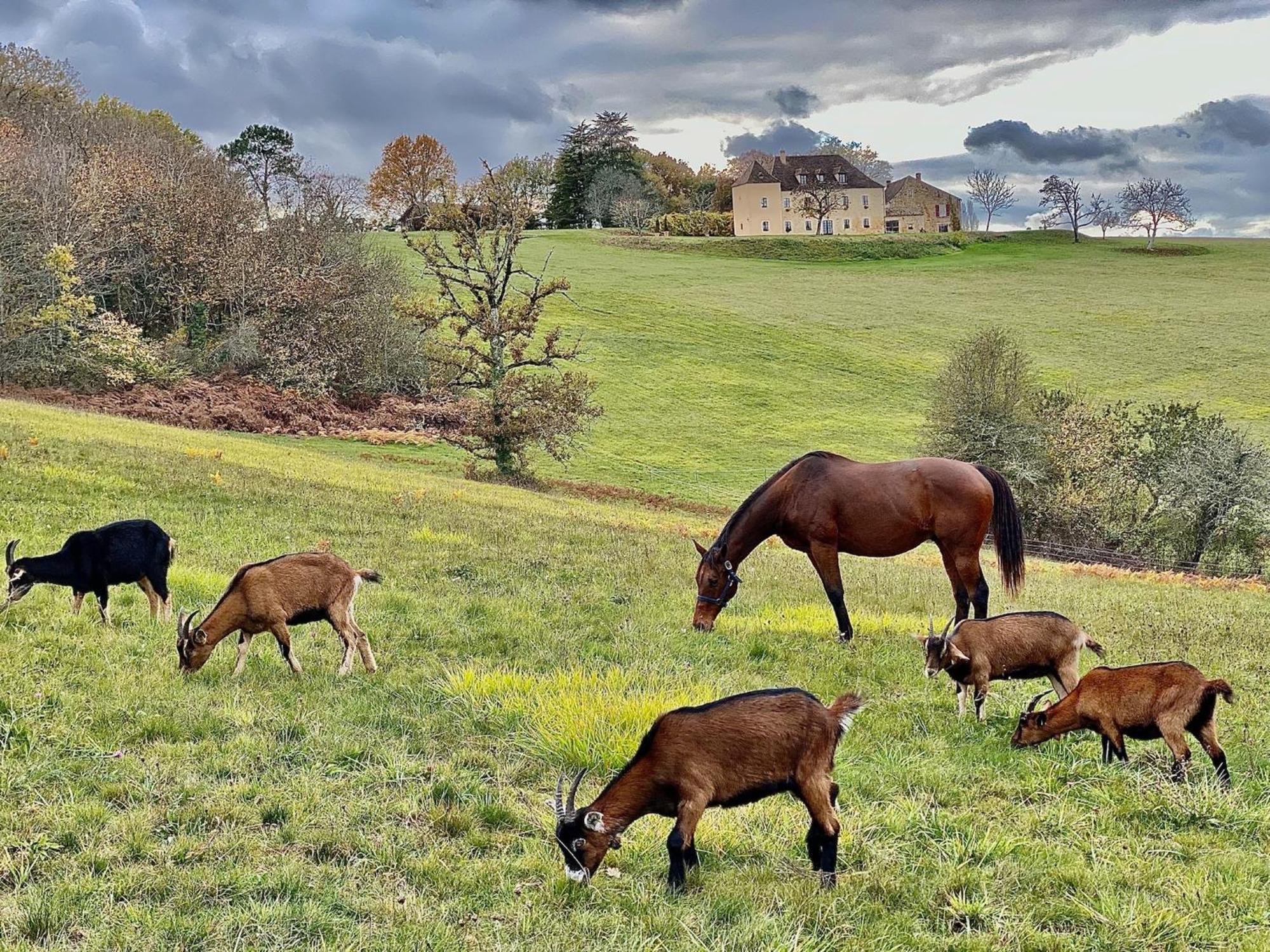 Domaine De Cazal - Chambres D'Hotes Avec Piscine Au Coeur De 26 Hectares De Nature Preservee Saint-Cyprien  Exterior foto